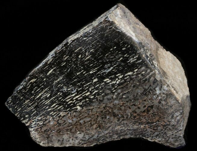 Polished Agatized Dinosaur Bone - Colorado #38307